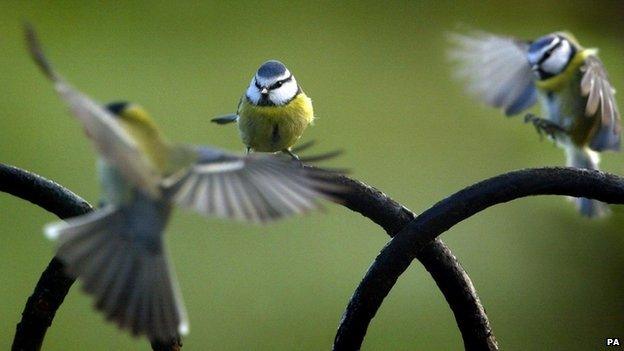 Blue tits
