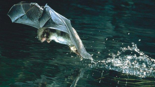 Daubenton's bat catching an insect (Image courtesy of F. Greenaway)