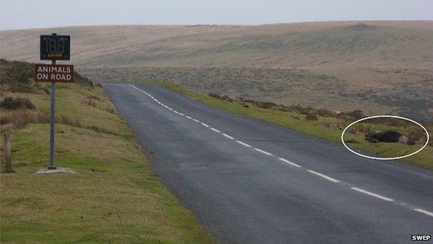 Dead pony on Dartmoor (SWEP)