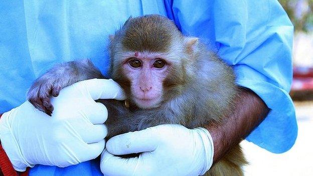 Monkey sent into space by Iran