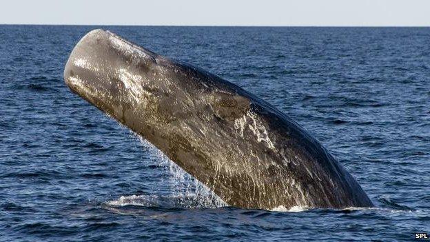 Sperm whale