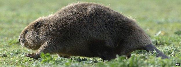 A beaver