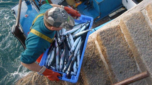 A fisherman lands his catch of mackerel.