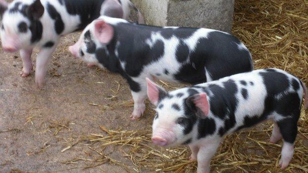 The three pigs to be reared by Peasenhall Primary School pupils