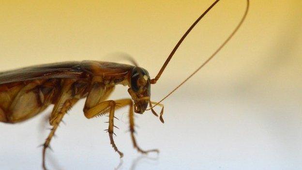 A cockroach cleans its antenna