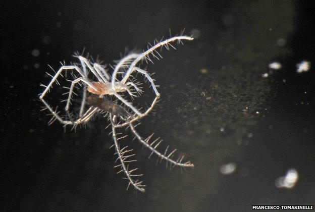 A spider, Troglocheles lanai