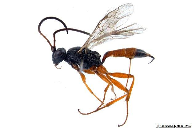 Parasitic wasp, Stibeutes blandi