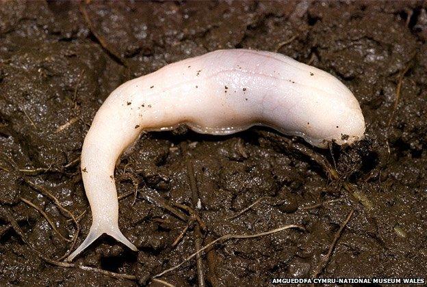 Selenochlamys ysbryda, or "ghost slug"