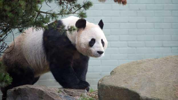 Male panda Yang Guang has been doing "handstands"