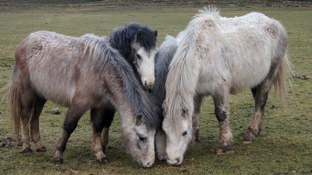 Ponies at the rescue site in Wales