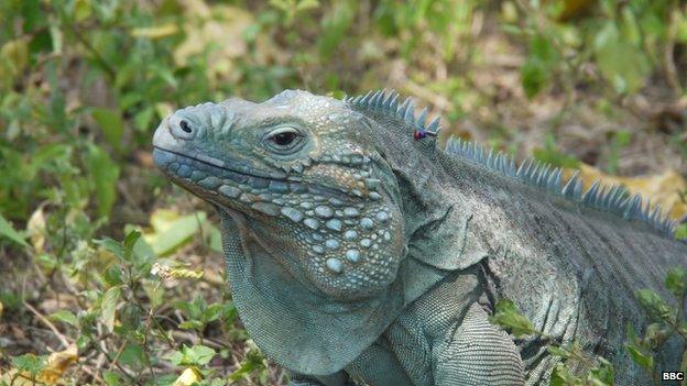 Blue iguana more