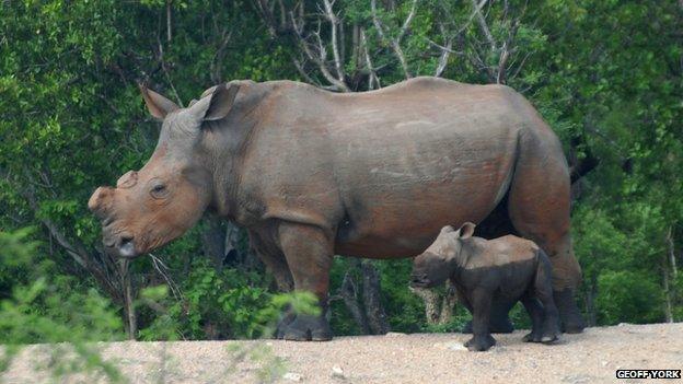 Rhino de horned