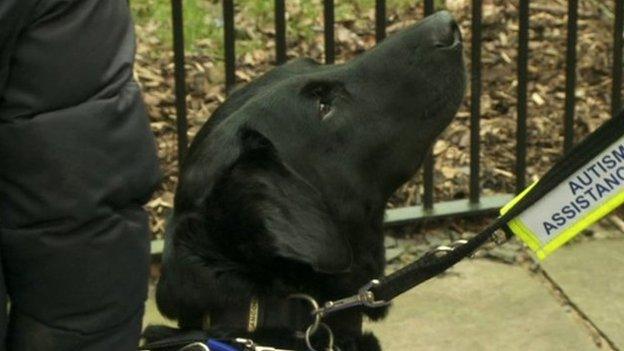 Helper dog