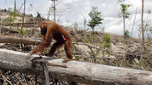 An oranutan shot with tranquiliser dart to relocate him from a new palm oil plantation in Borneo AFP/Getty