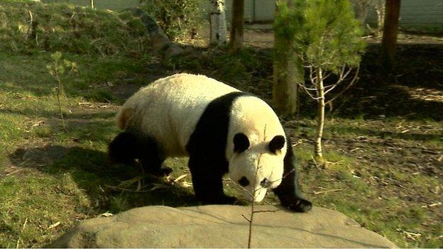 Female panda Tian Tian