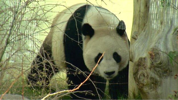 Male panda Yang Guang