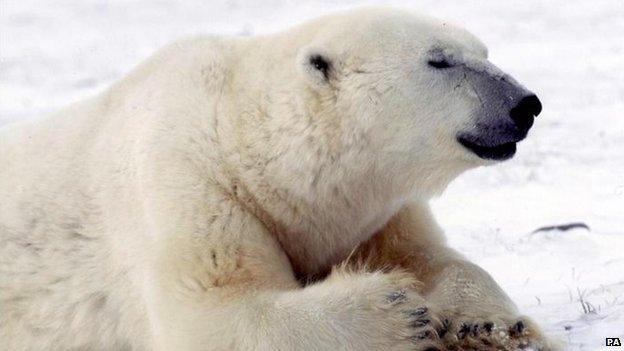 Polar bear