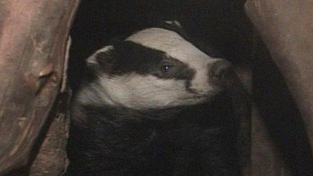 Badger