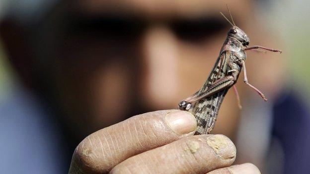 Man holding locust