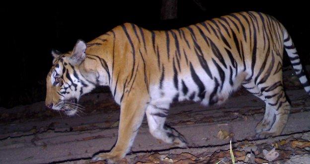 Tiger - camera trap