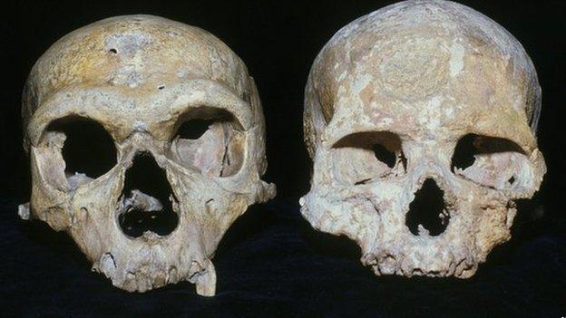 Neanderthal and modern human skulls