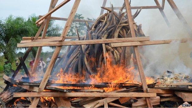 The burning of ivory stockpiles and seizures is the preferred solution for many countries at Cites