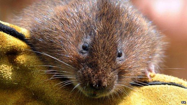 Water vole