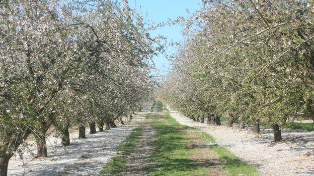 Almond row in bloom