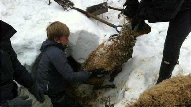 A sheep being pulled out of snow Isle of Man