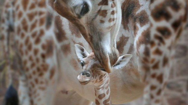 Baby giraffe