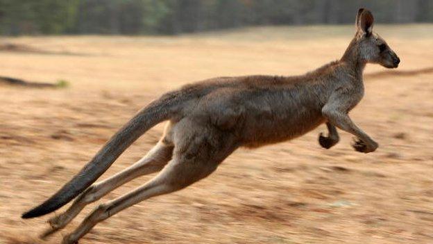 Kangaroo