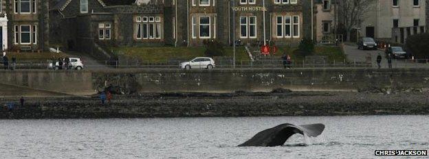 Sperm whale in Oban Bay (picture by Chris Jackson)