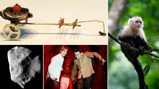 Flea circus, monkey, Ant and Dec, asteroid