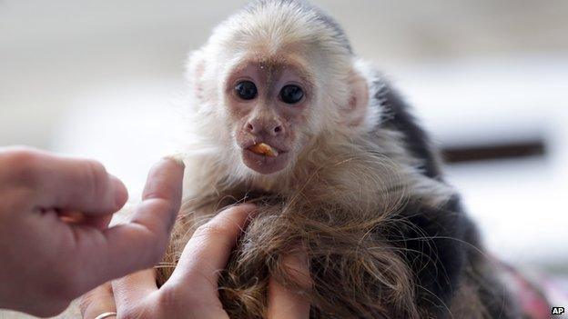 Justin Bieber's pet monkey, Mally, at customs in Munich airport.