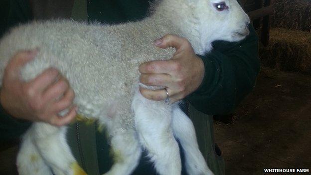 Quinto the lamb, which was born with five legs.