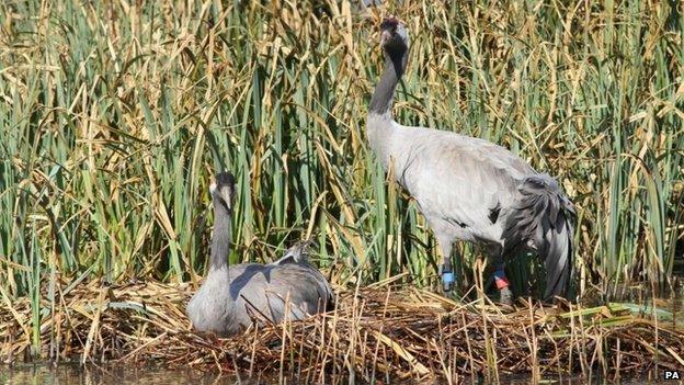 Crane nesting in southern England