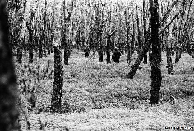 US soldiers patrol through a ghostly, defoliated rubber tree plantation