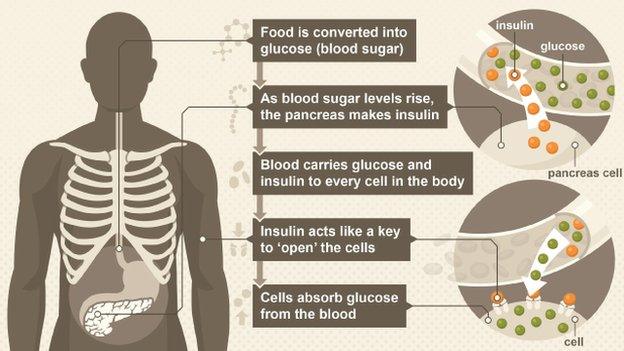 How the body controls blood sugar levels