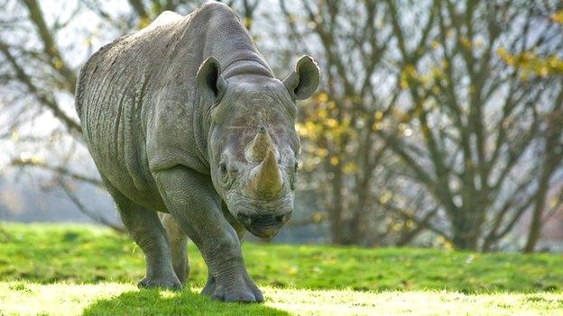 Rhinoceros