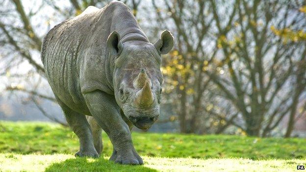 Rhinoceros