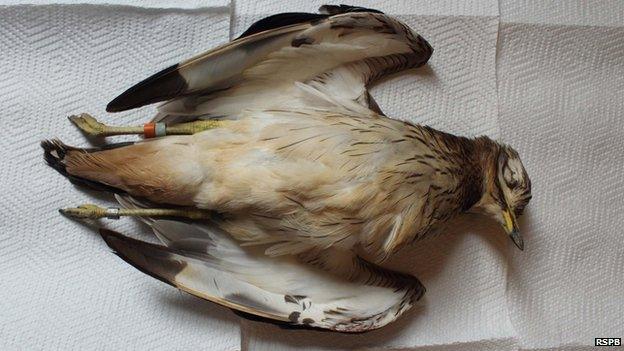 A dead stone curlew