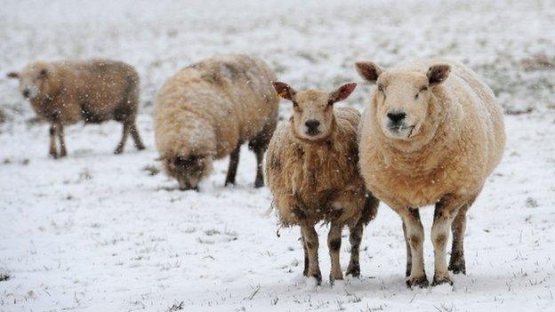 Sheep stand in a snow covered field in Yorkshire