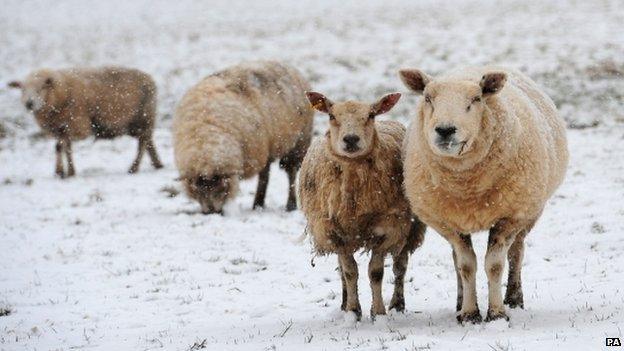 Sheep stand in a snow covered field in Yorkshire