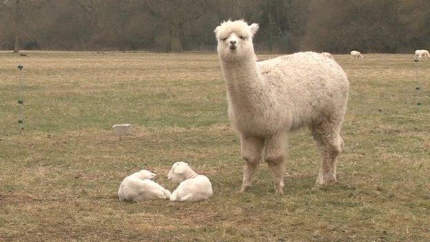 Alpaca standing next to lambs.