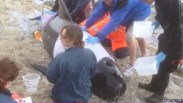 Stranded pilot whale, Castle Beach, April 2013