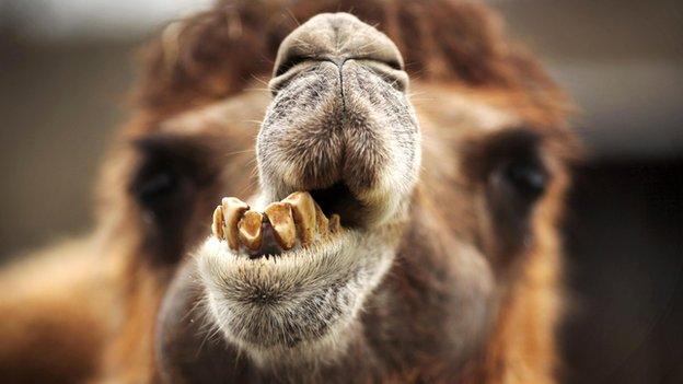 Camel