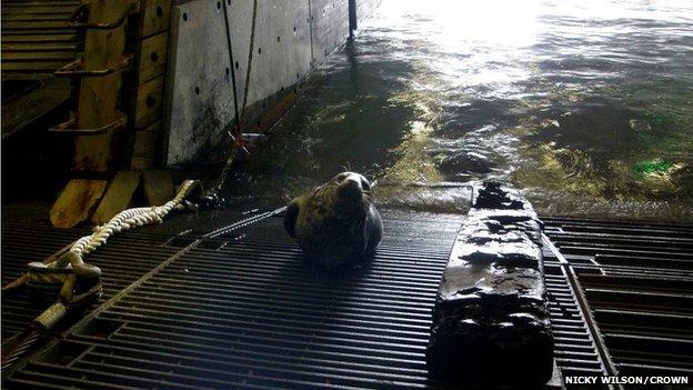 Seal on HMS Bulwark dock