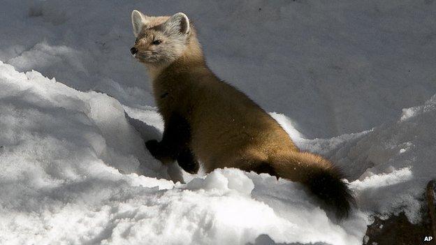 Pine marten