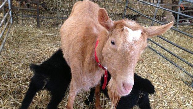 Sheep and goat at White Post Farm