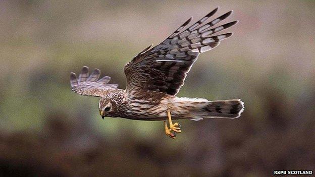 Hen harrier